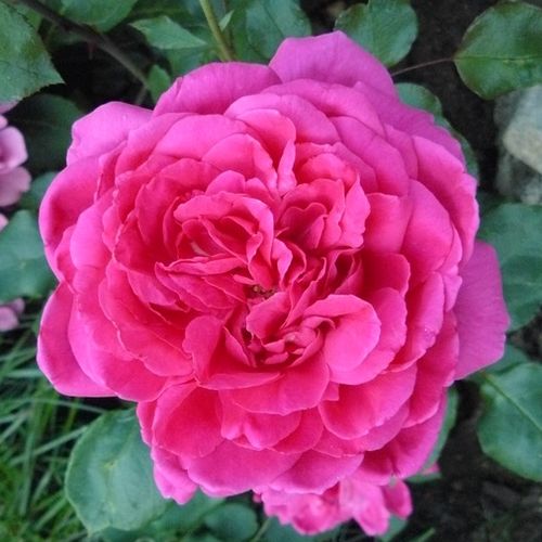 Róża ze średnio intensywnym zapachem - Róża - Parade - 